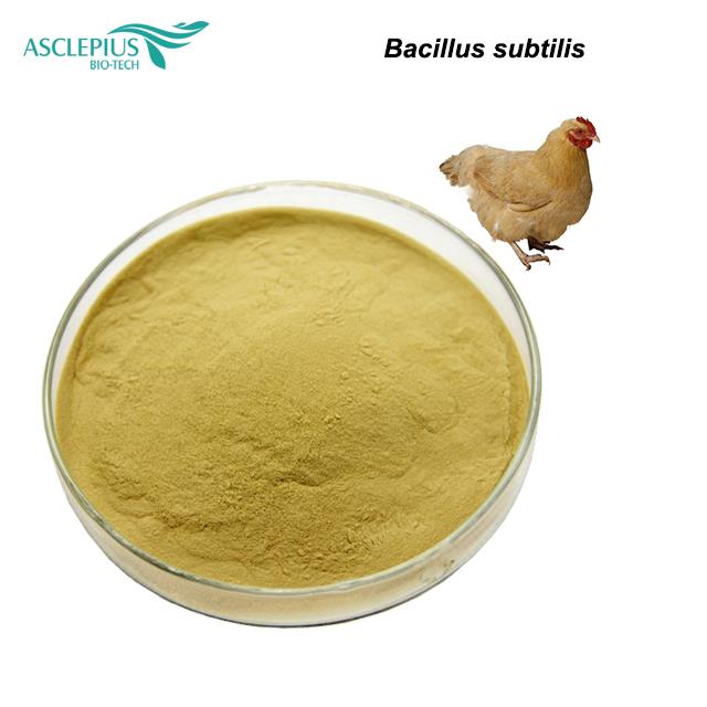 Bacillus subtilis powder-主图2.jpg