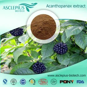 Eleutherococcus Senticosus extrakt/sibirisk ginseng extrakt pulver, Ciwujia extrakt leverantör grossist / Eleutheroside B+E 0,8 %HPLC, Eleutheroside E